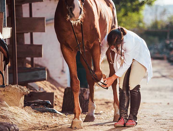 Lameness Evaluations