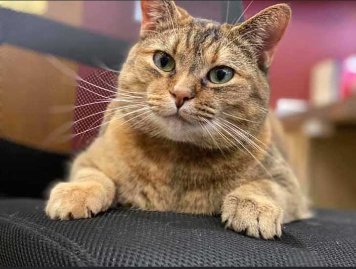 Preventive Care for Cats