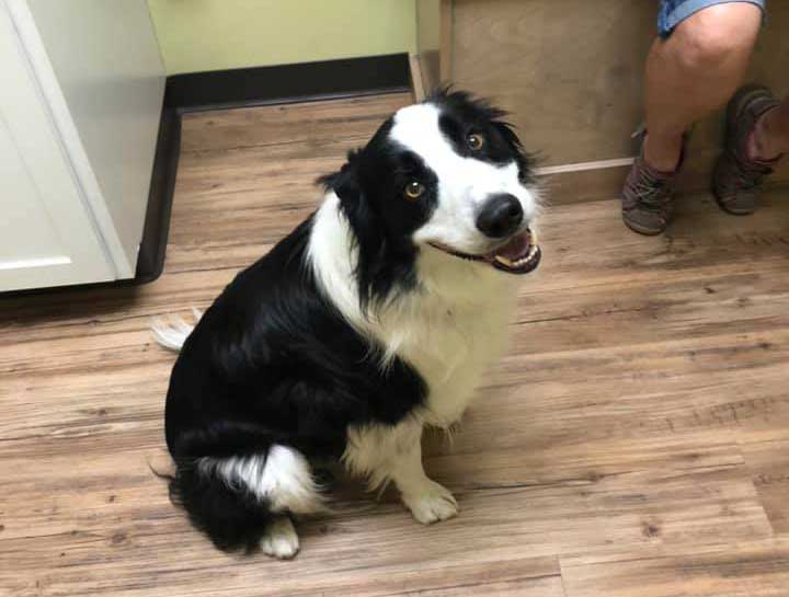 Preventive Care for Dogs