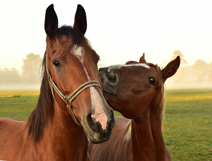 Large Animal Veterinary for horses