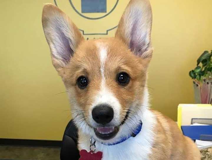 Puppy & Kitten Care